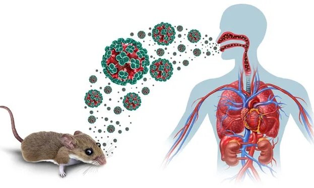Alerte sanitaire en mer : cinq cas d’hantavirus confirmés à bord du MV Hondius